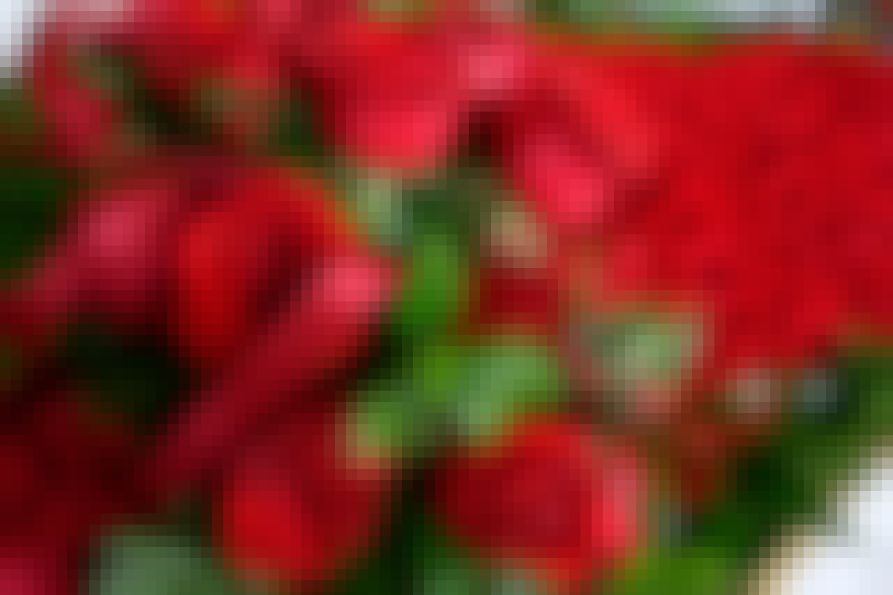 Kentucky Derby roses garland